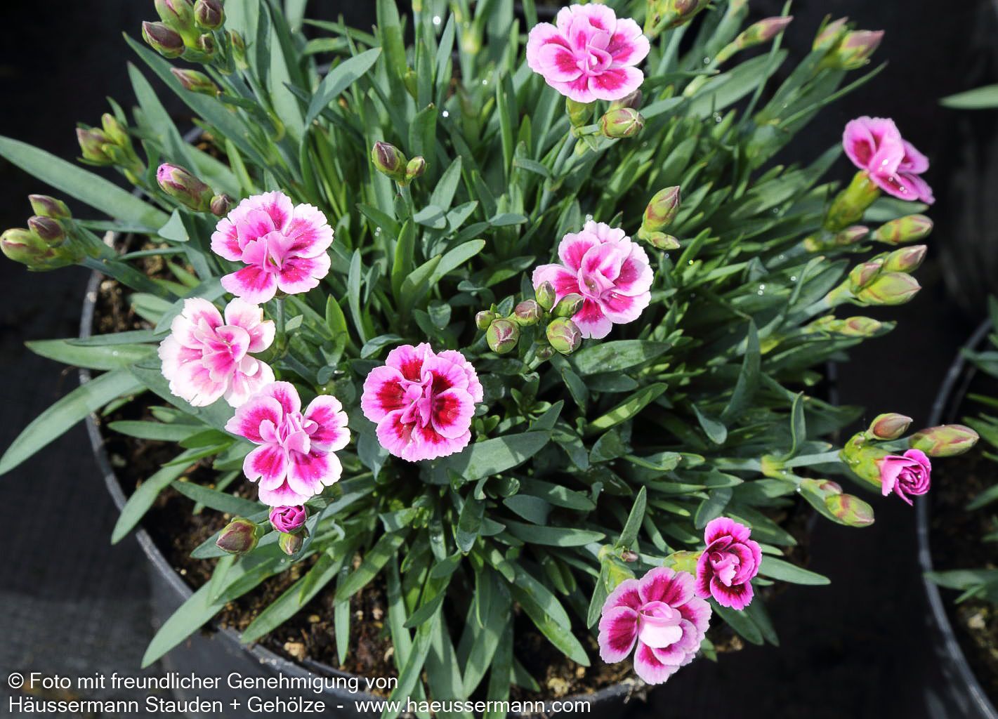 Duft-Nelke 'Pink Kisses' (Dianthus x cult.)