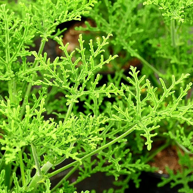 Duft-Pelargonie (Pelargonium denticulatum)
