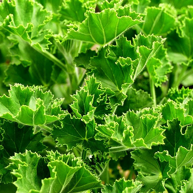 Duft-Pelargonie 'Torento' (Pelargonium nervosum)