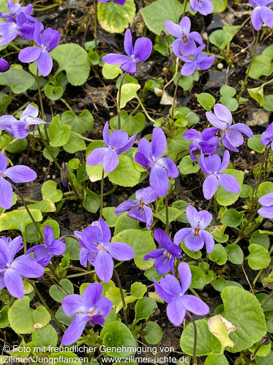 Duft-Veilchen 'Königin Charlotte' (Viola odorata)
