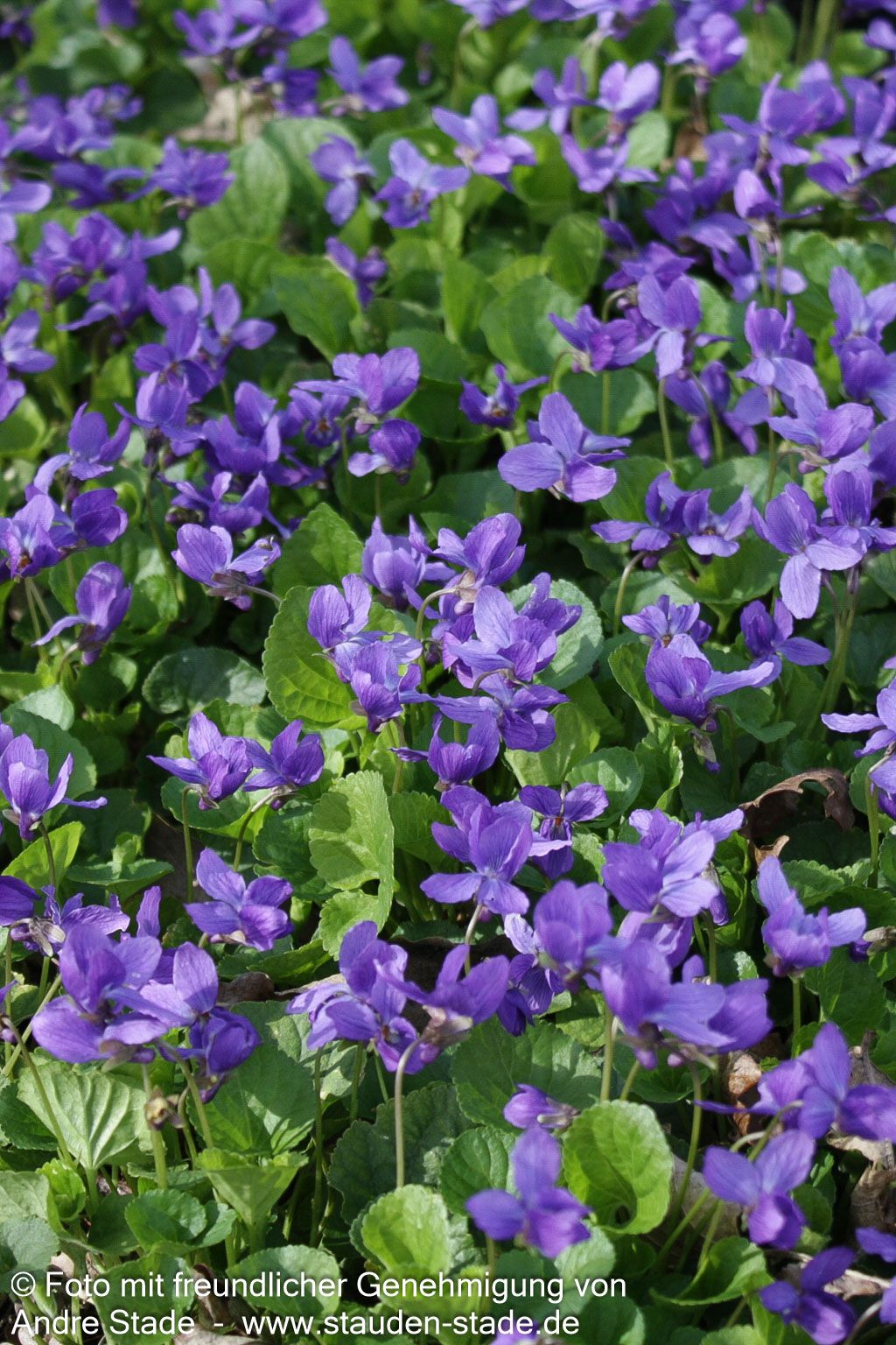 Duft-Veilchen 'Königin Charlotte' (Viola odorata)