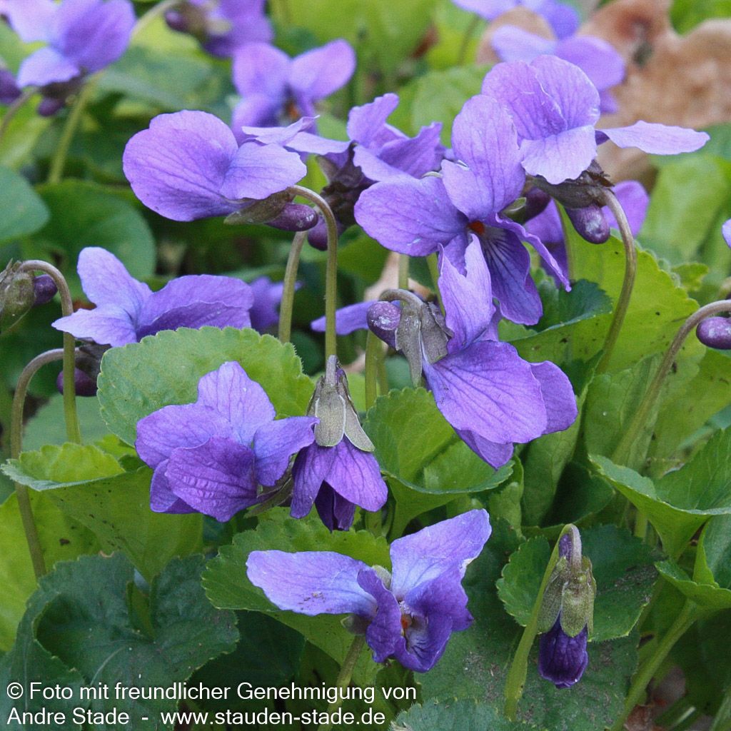 Duft-Veilchen 'Königin Charlotte' (Viola odorata)