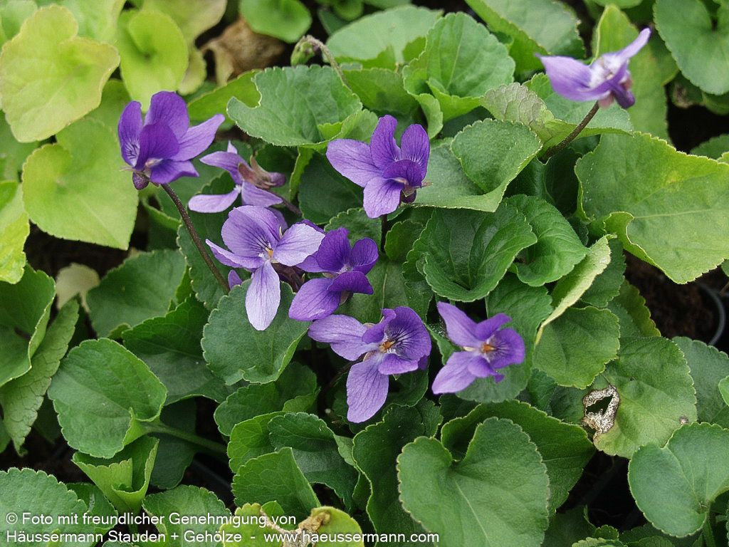 Duft-Veilchen 'Königin Charlotte' (Viola odorata)