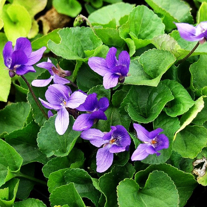 Duft-Veilchen 'Königin Charlotte' (Viola odorata)