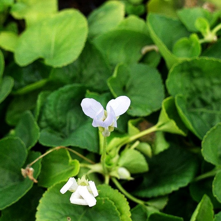Duft-Veilchen 'Schneekönigin' (Viola odorata)