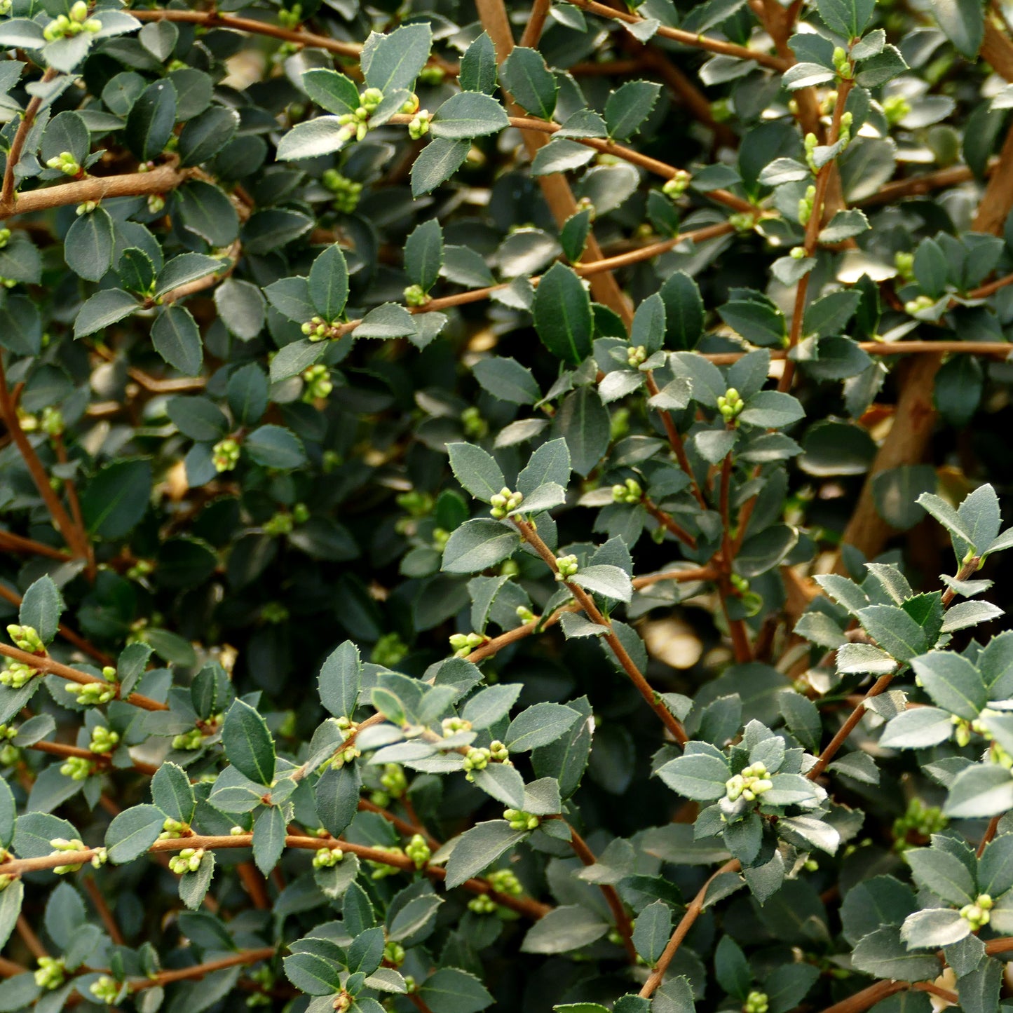 Duftblüte (Osmanthus delavayi)