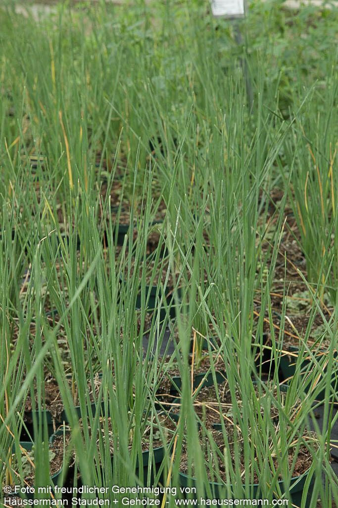 Duftblüten-Knoblauch (Allium ramosum)