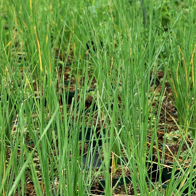 Duftblüten-Knoblauch (Allium ramosum)