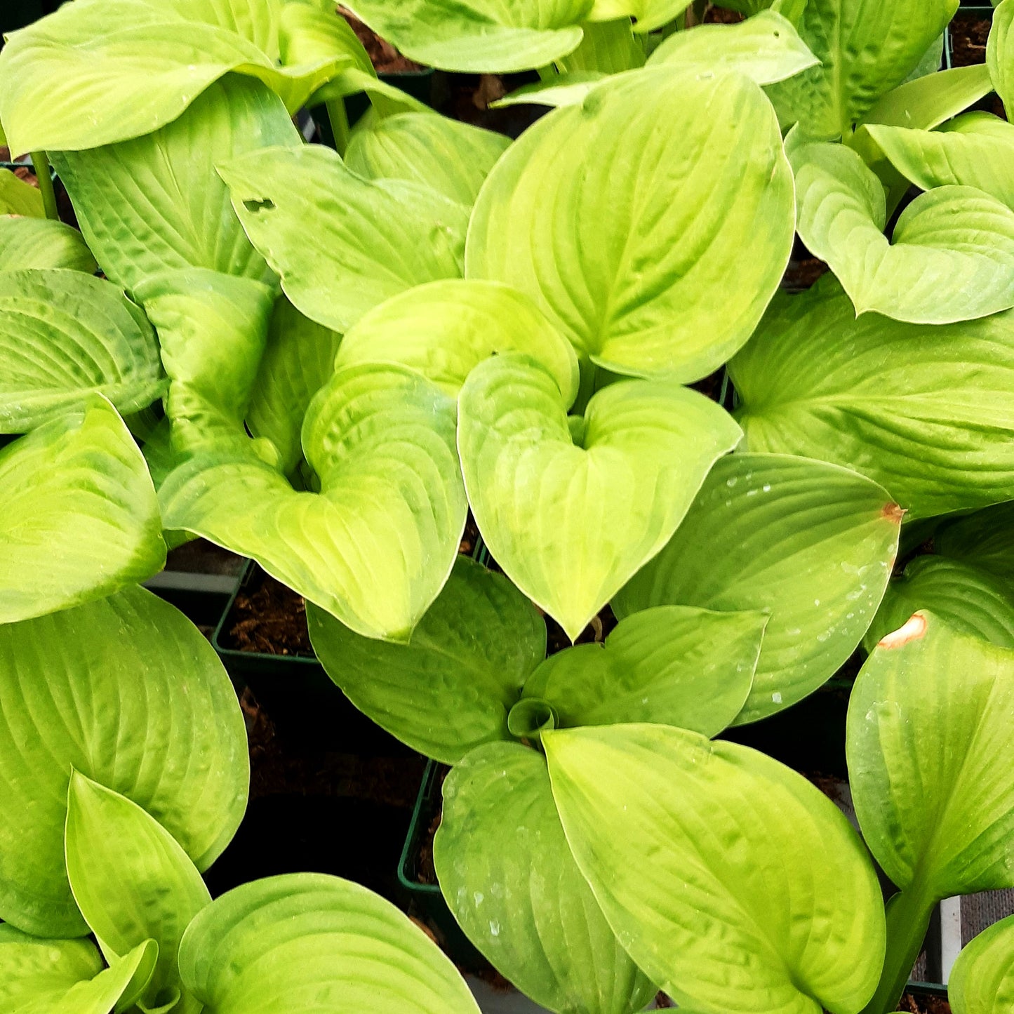 Duftende Grünrand-Gold-Funkie 'Guacamole' (Hosta plantaginea)
