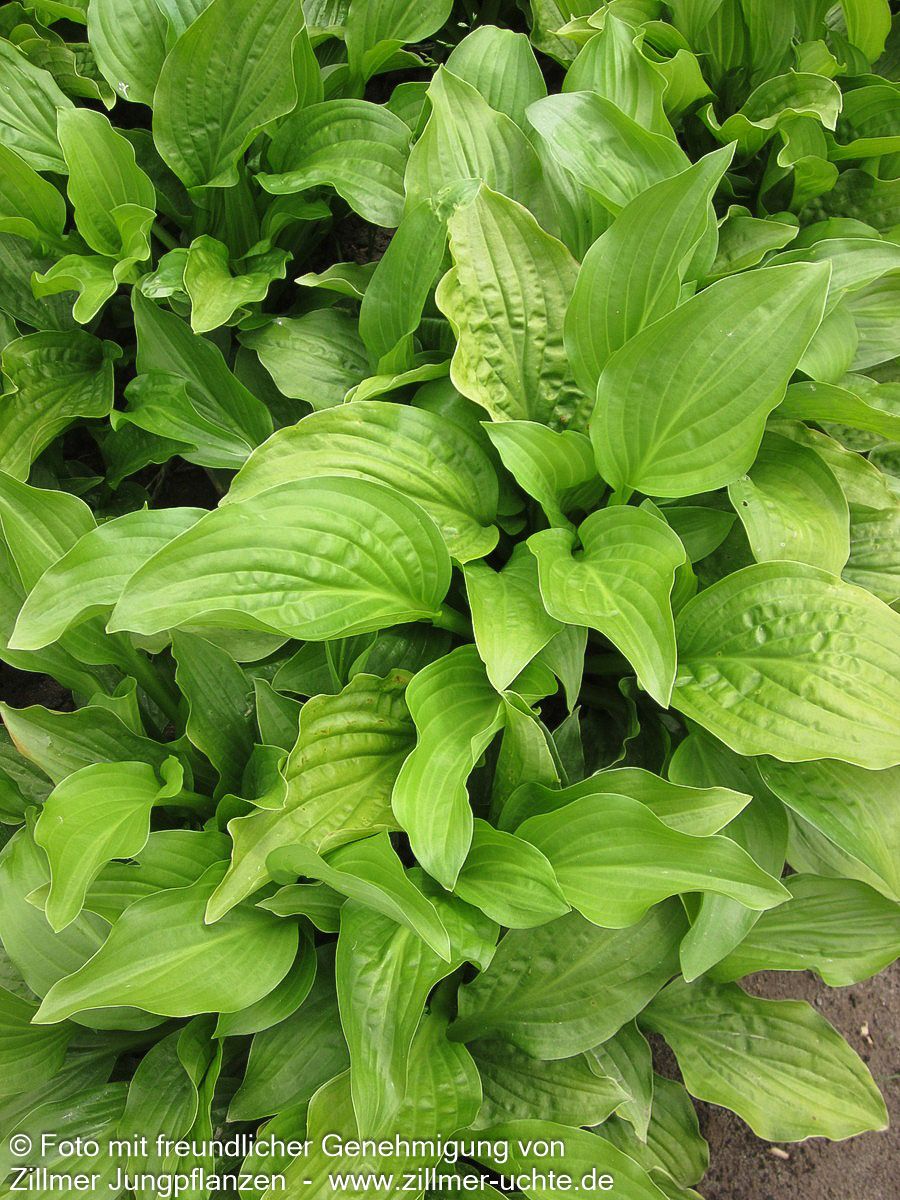 Duftende Lilien-Funkie 'Royal Standard' (Hosta plantaginea)