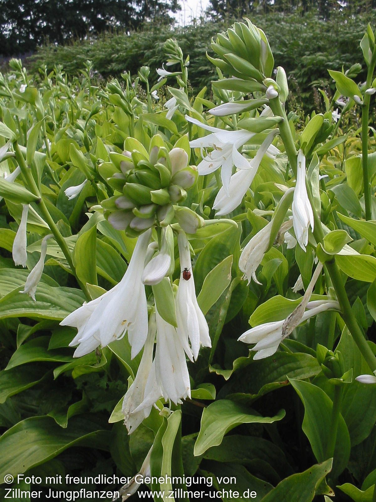 Duftende Lilien-Funkie 'Royal Standard' (Hosta plantaginea)