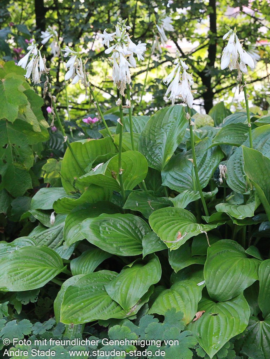 Duftende Lilien-Funkie 'Royal Standard' (Hosta plantaginea)