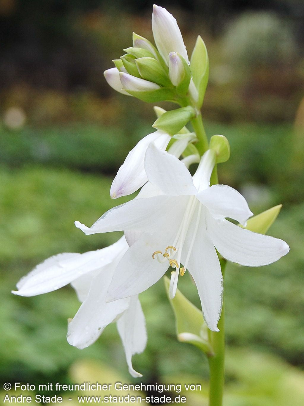 Duftende Lilien-Funkie 'Royal Standard' (Hosta plantaginea)