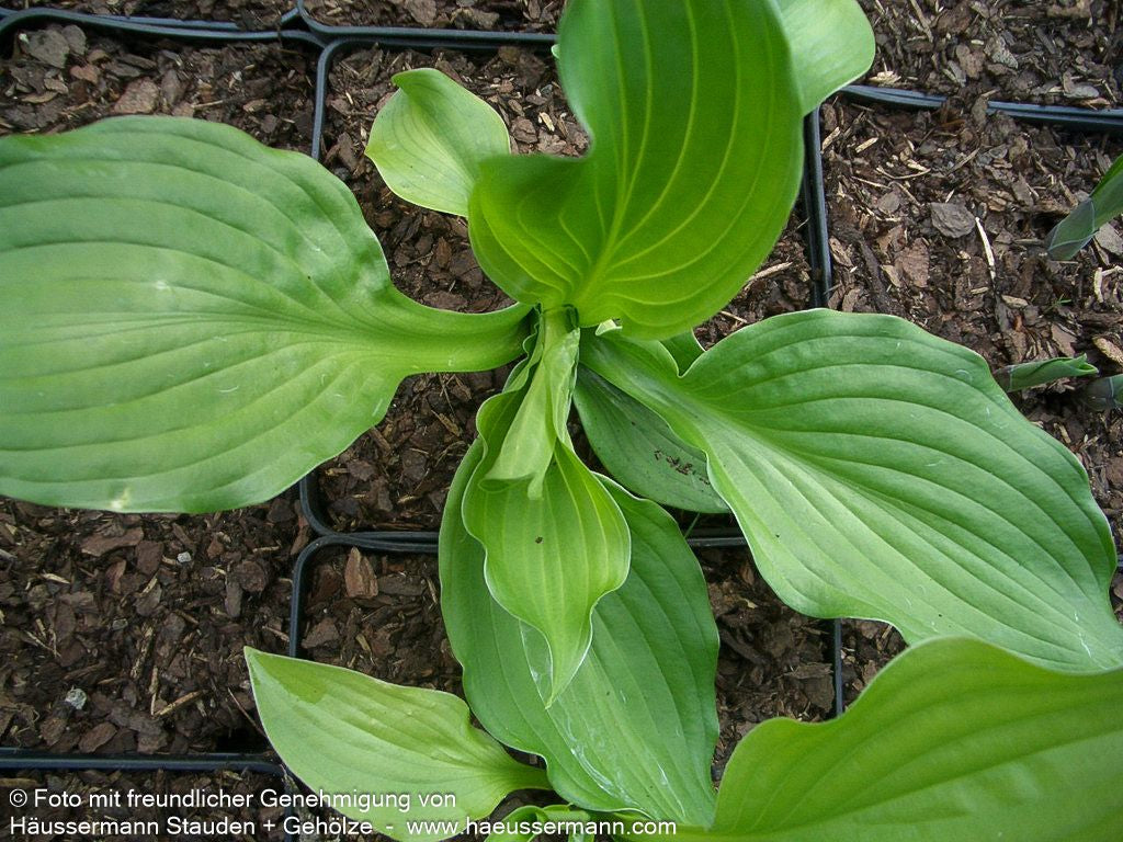 Duftende Lilien-Funkie 'Royal Standard' (Hosta plantaginea)