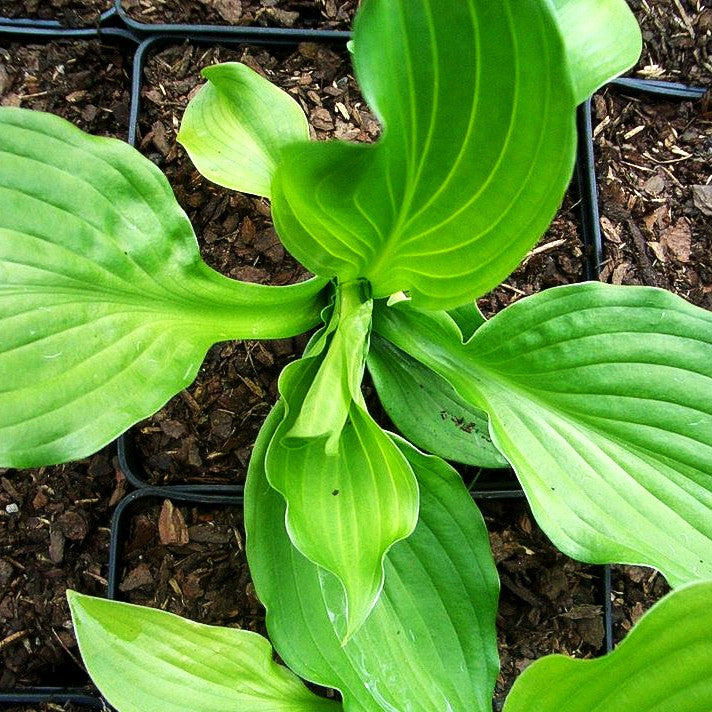 Duftende Lilien-Funkie 'Royal Standard' (Hosta plantaginea)