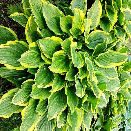 Duftende Lilien-Funkie 'So Sweet' (Hosta plantaginea)