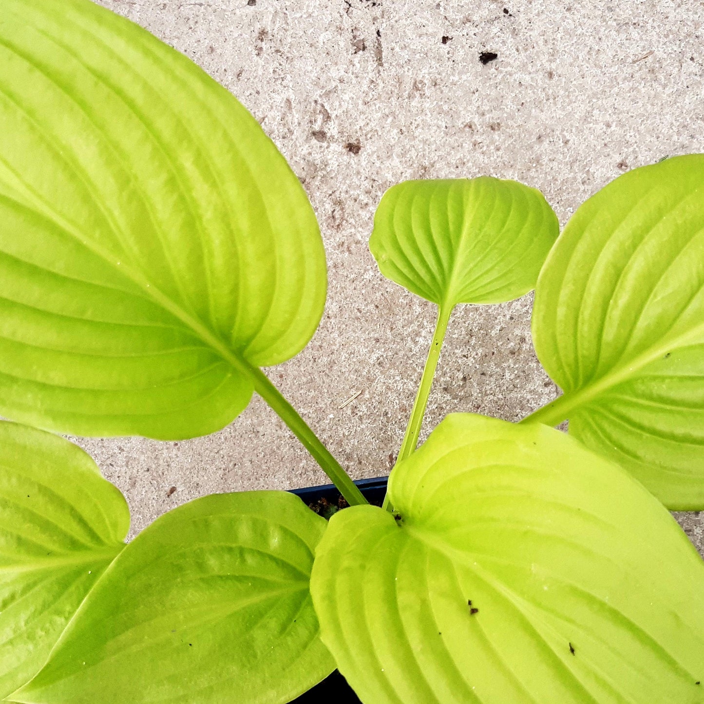 Duftende Lilien-Funkie 'Venus' (Hosta plantaginea)