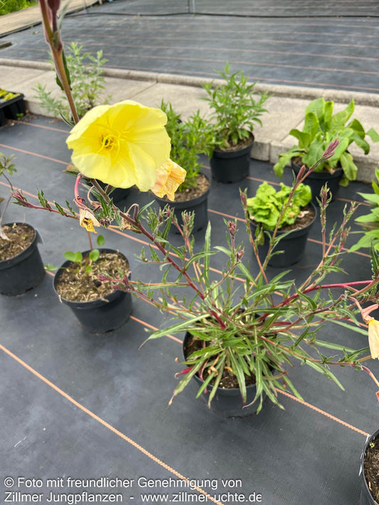 Duftende Nachtkerze 'Sulphurea' (Oenothera odorata)