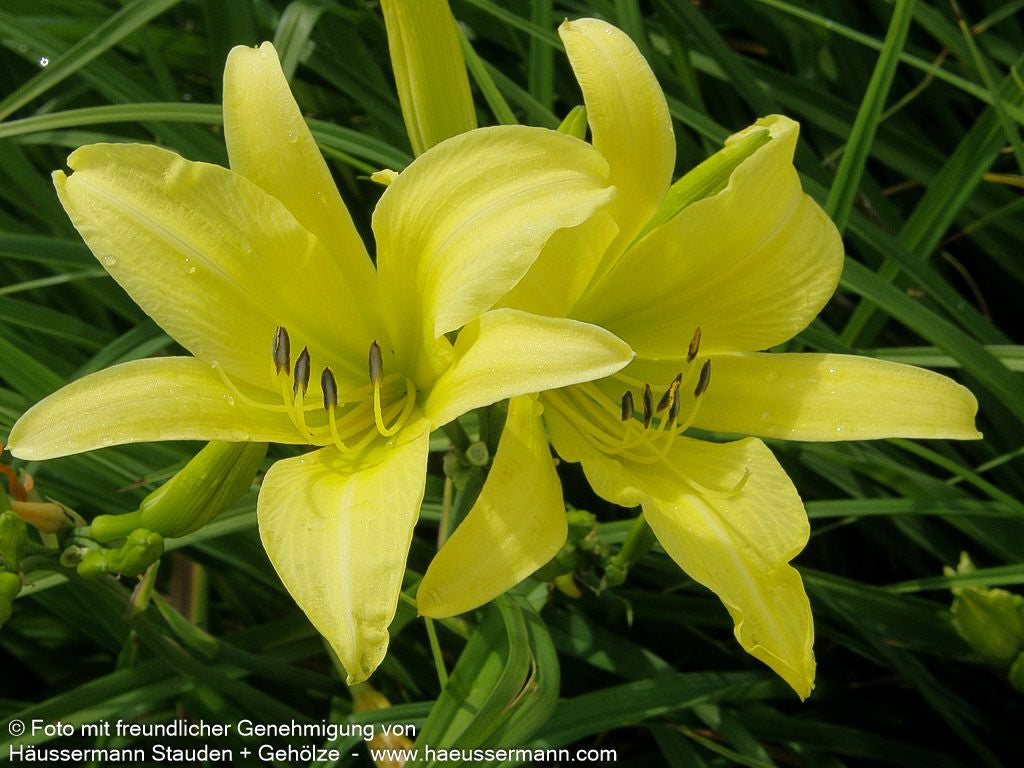 Duftende Zitronen-Taglilie (Hemerocallis citrina)