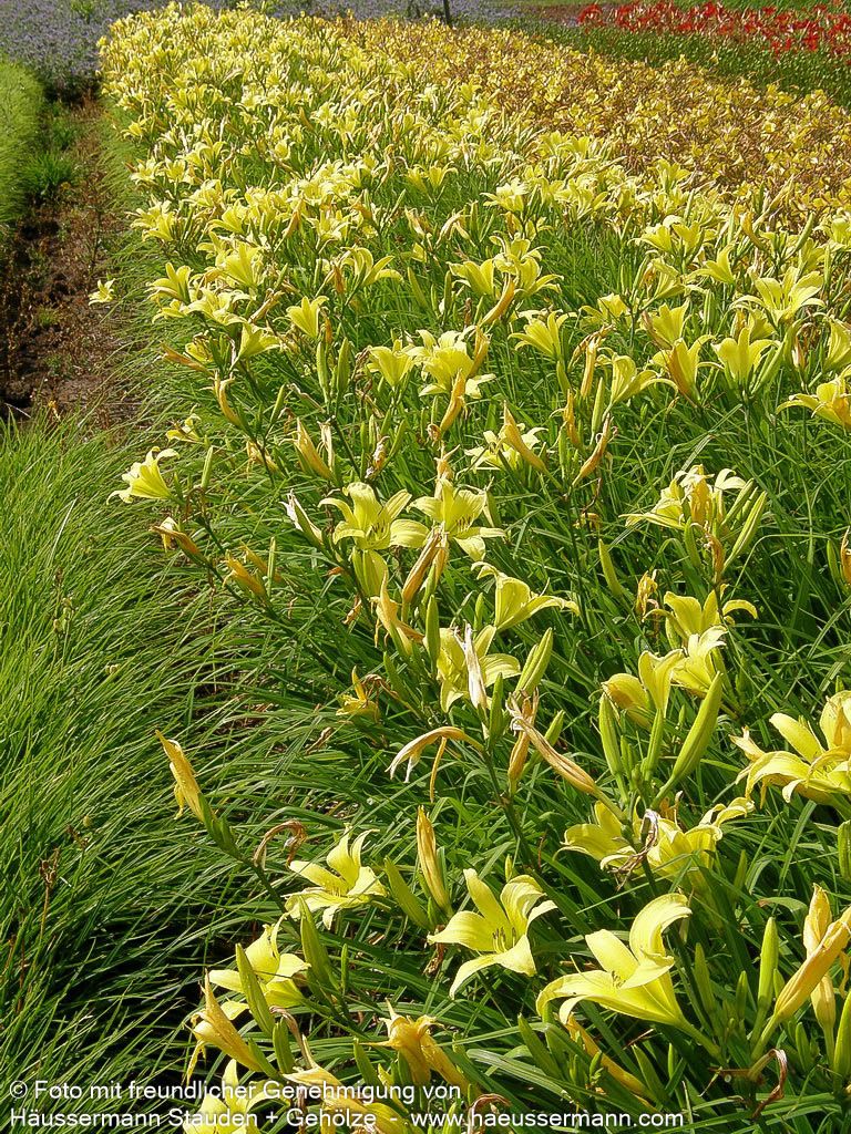 Duftende Zitronen-Taglilie (Hemerocallis citrina)