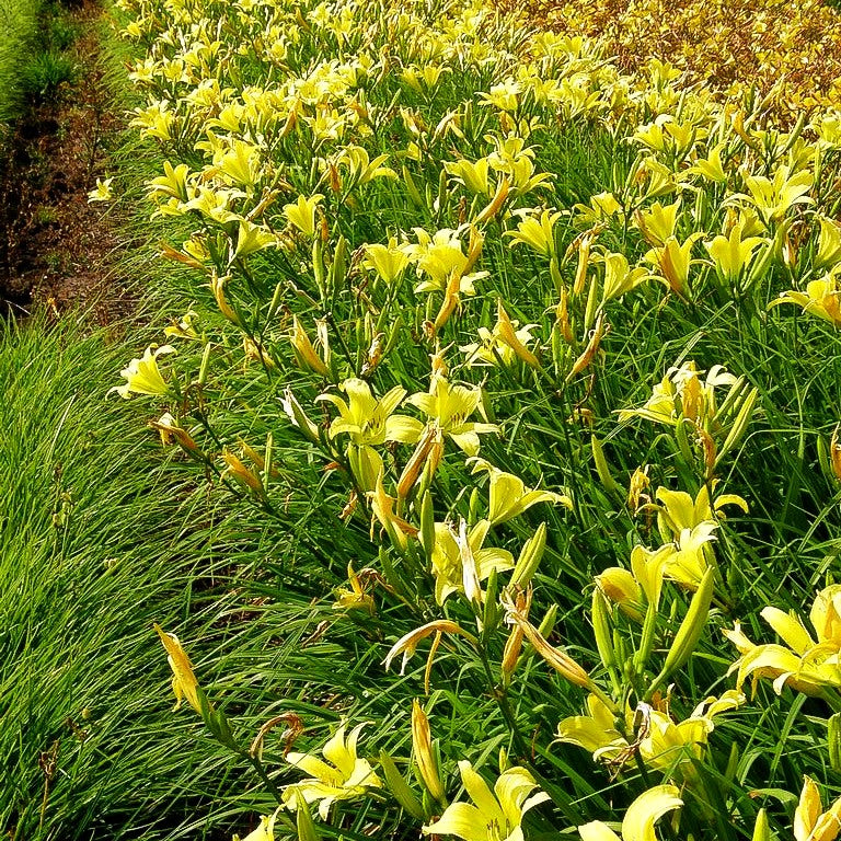 Duftende Zitronen-Taglilie (Hemerocallis citrina)
