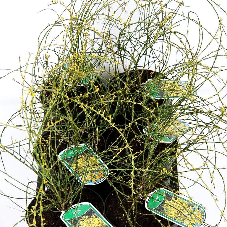 Duftender Zwerg-Ginster (Cytisus x beanii)