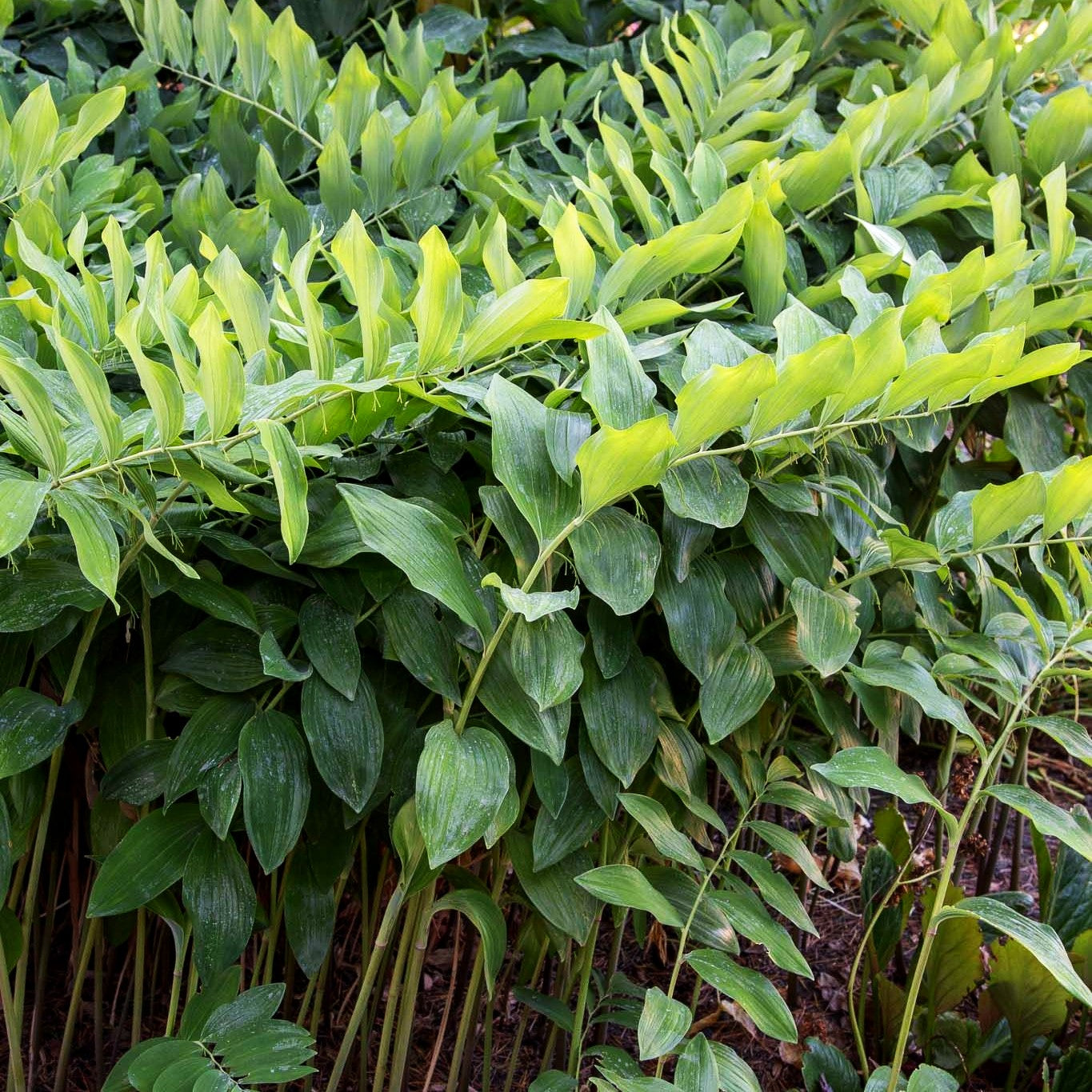 Duftendes Salomonssiegel (Polygonatum odoratum)