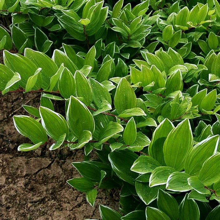 Duftendes Salomonssiegel (Polygonatum odororatum var.plur.'Variegatum)