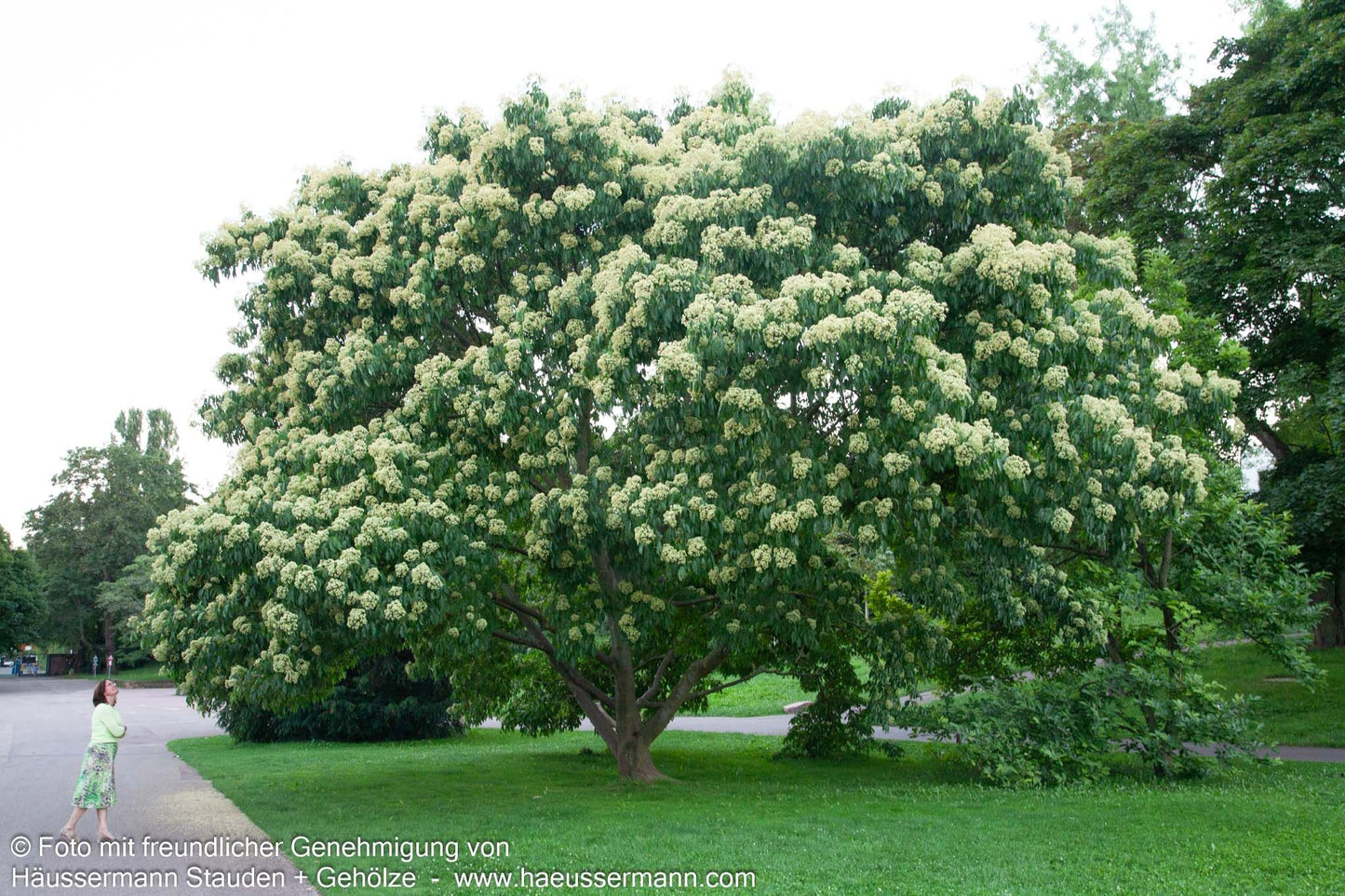 Duftesche (Euodia hupehensis)