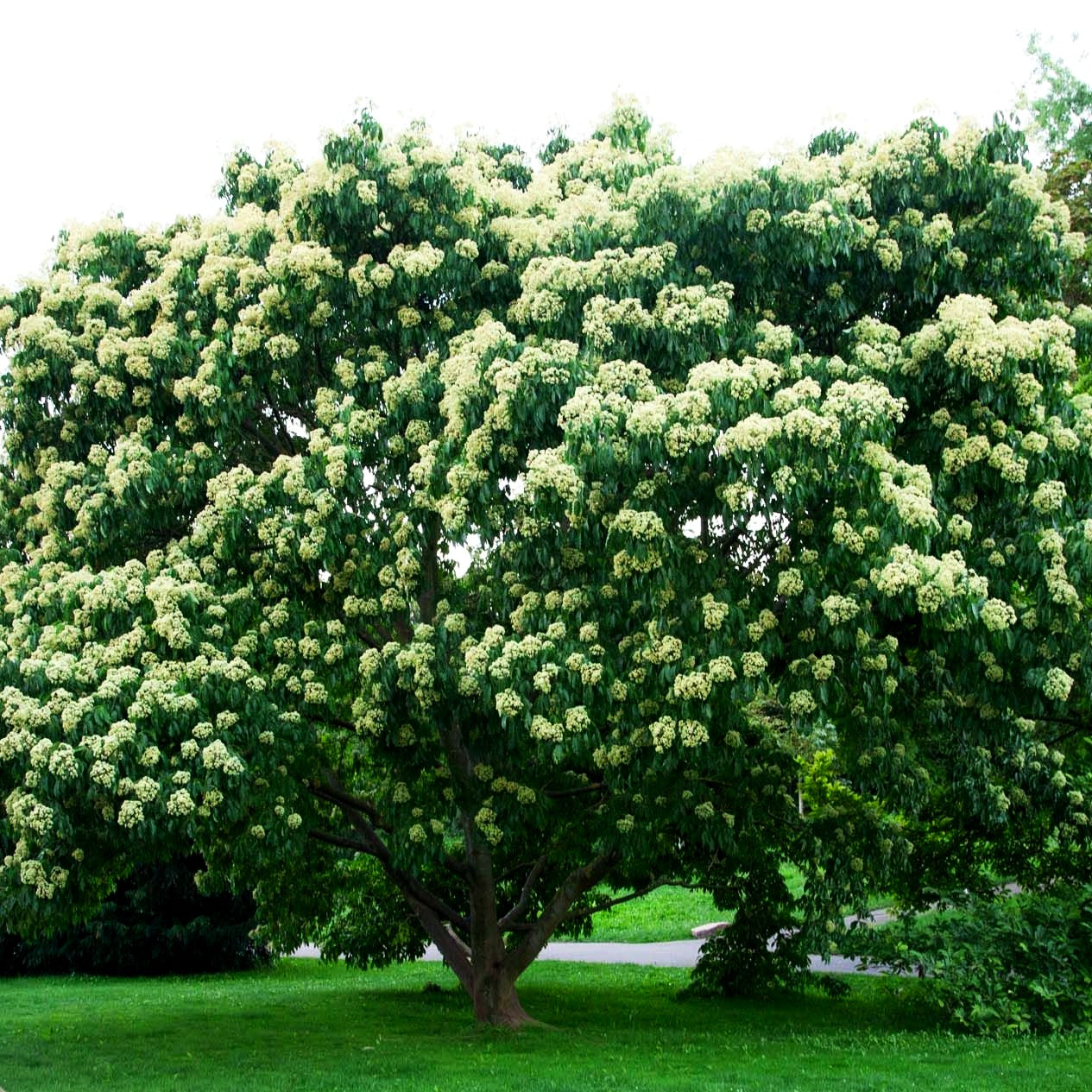 Duftesche (Euodia hupehensis)