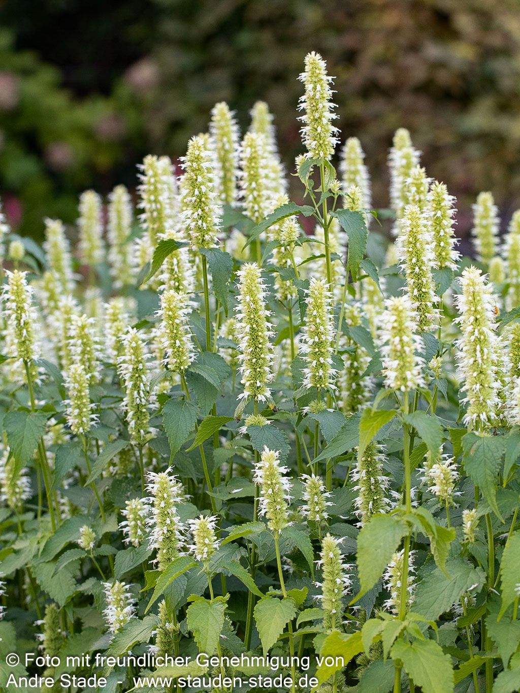 Duftnessel 'Alabaster' (Agastache rugosa)