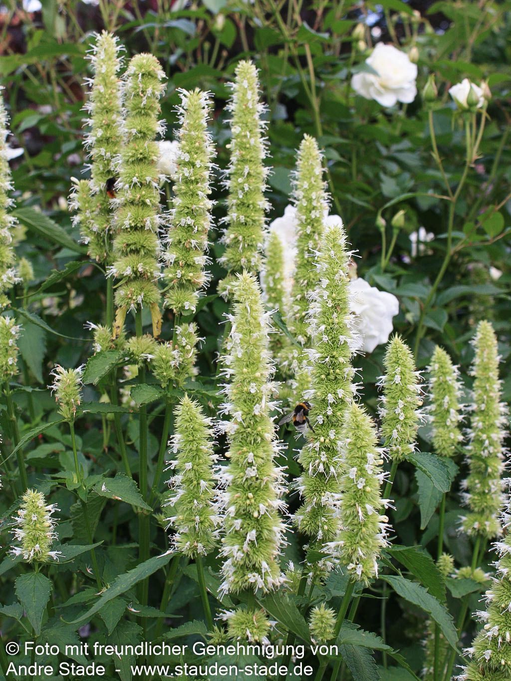 Duftnessel 'Alabaster' (Agastache rugosa)