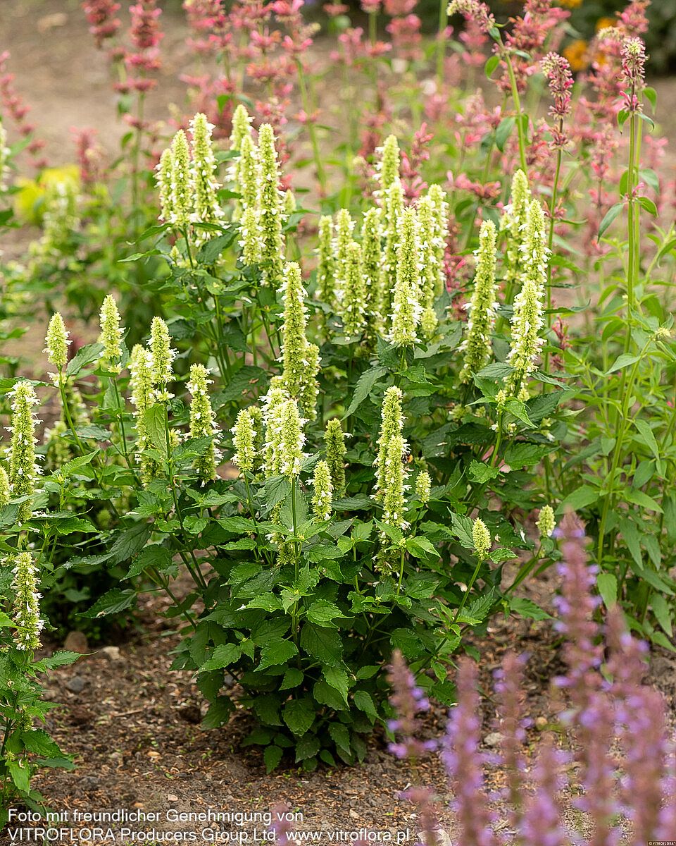 Duftnessel 'Alabaster' (Agastache rugosa)