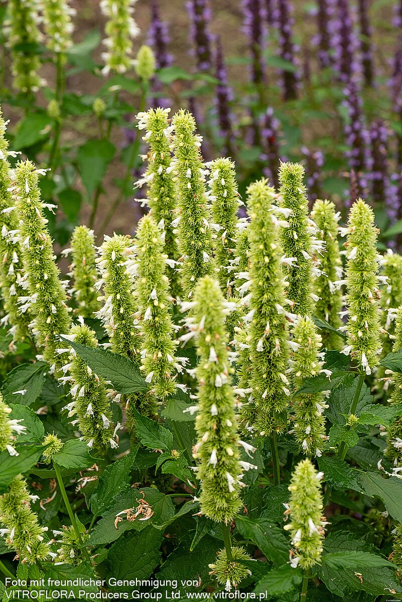 Duftnessel 'Alabaster' (Agastache rugosa)