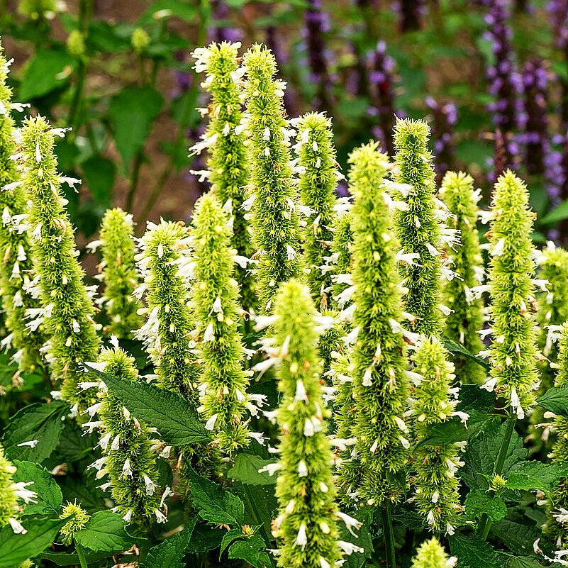 Duftnessel 'Alabaster' (Agastache rugosa)