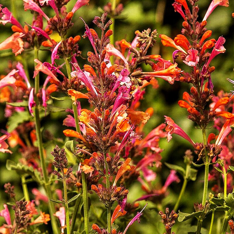 Duftnessel 'Ambrosia' (Agastache Kudos-Serie)