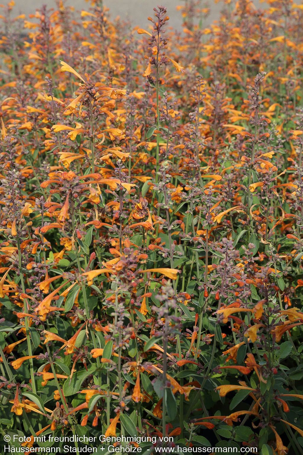 Duftnessel 'Apricot Sprite' (Agastache aurantiaca)