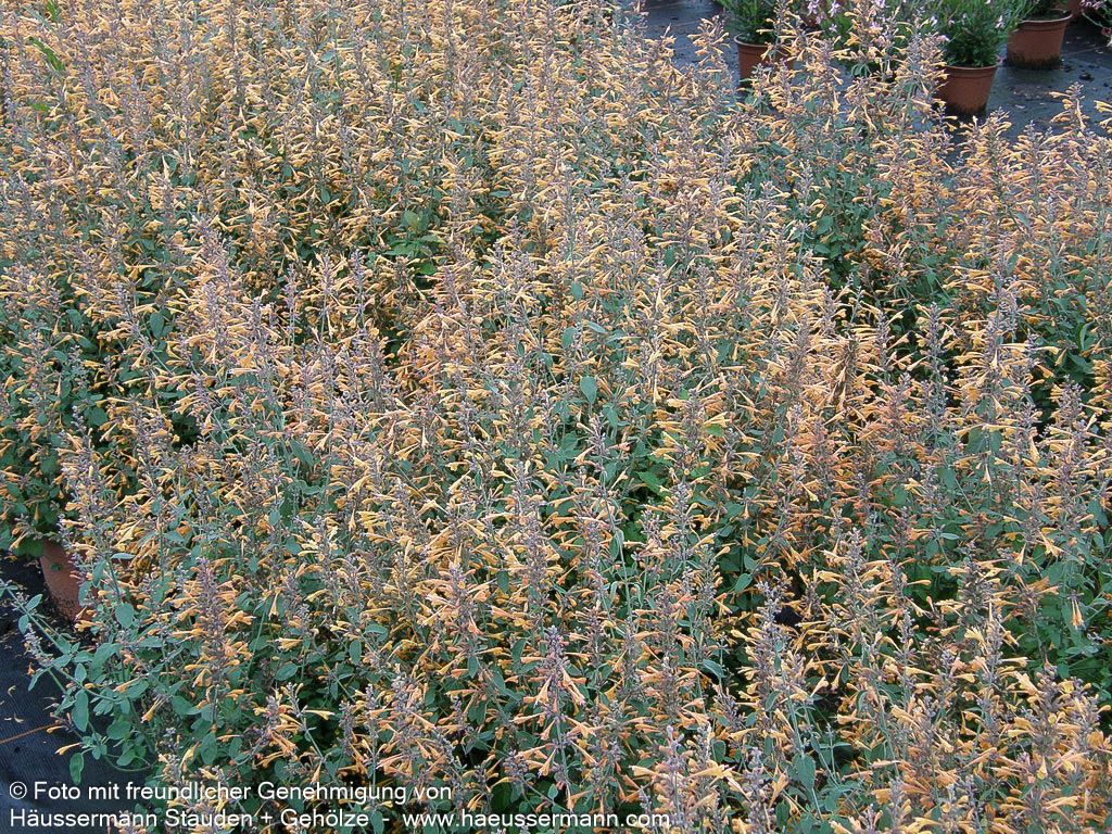 Duftnessel 'Apricot Sprite' (Agastache aurantiaca)