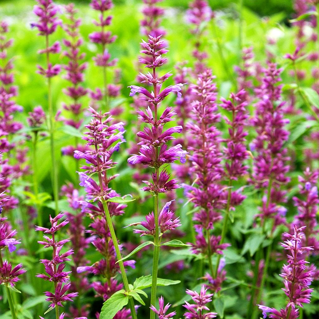 Duftnessel 'Ayala' (Agastache x cult.)