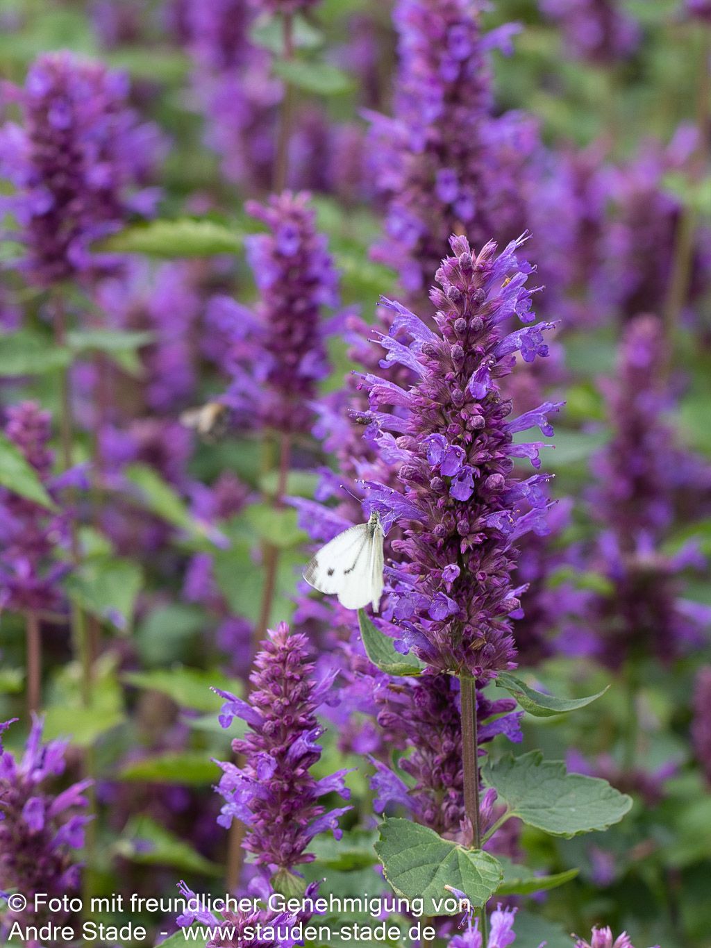 Duftnessel 'Blue Boa' (Agastache rugosa)