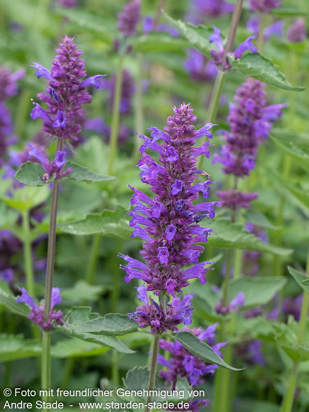 Duftnessel 'Blue Boa' (Agastache rugosa)