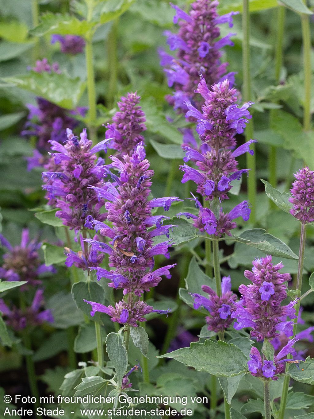 Duftnessel 'Blue Boa' (Agastache rugosa)