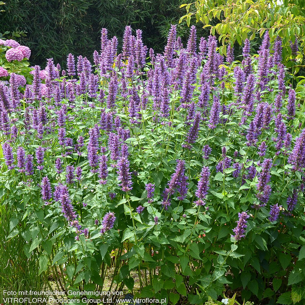 Duftnessel 'Blue Boa' (Agastache rugosa)
