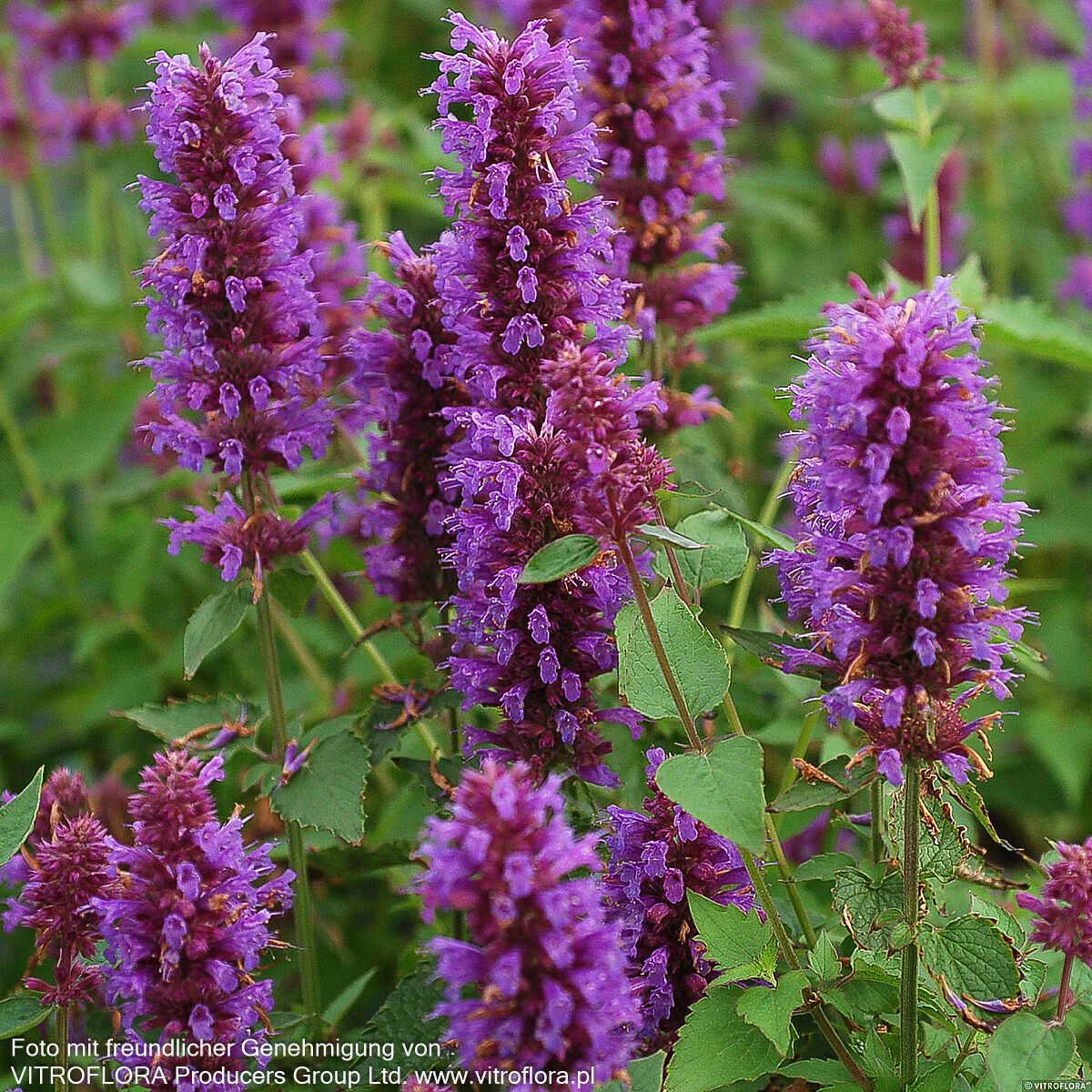 Duftnessel 'Blue Boa' (Agastache rugosa)