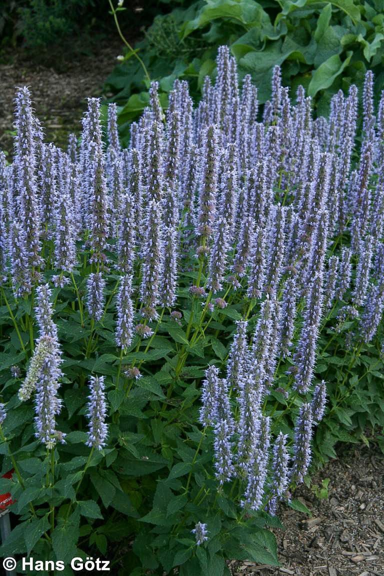 Duftnessel 'Blue Fortune' (Agastache rugosa)