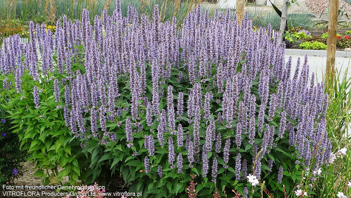 Duftnessel 'Blue Fortune' (Agastache rugosa)