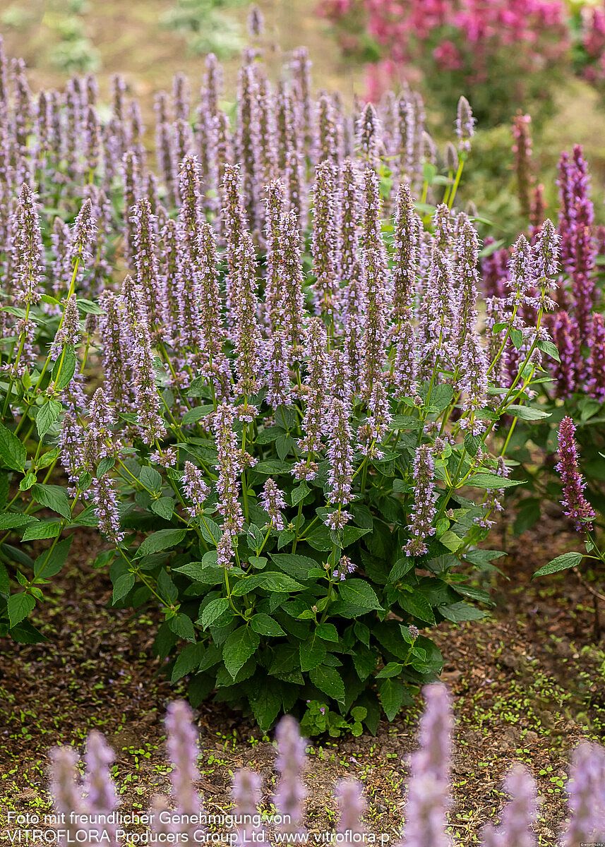 Duftnessel 'Blue Fortune' (Agastache rugosa)