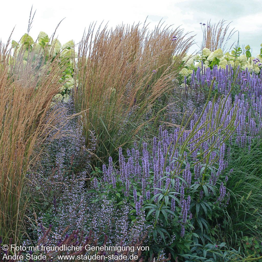 Duftnessel 'Blue Fortune' (Agastache rugosa)