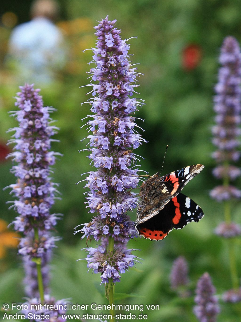 Duftnessel 'Blue Fortune' (Agastache rugosa)
