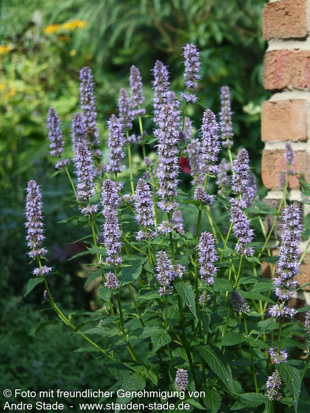 Duftnessel 'Blue Fortune' (Agastache rugosa)